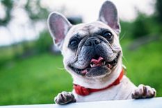 Mascotas Mantén estos cuidados con tus perros Foto: Pexels