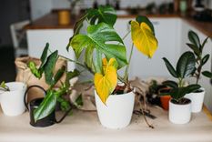 Con este repelente casero, las plantas quedarán libres de insectos Foto: SHUTTERSTOCK