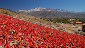 El pueblo de Salta que cobra relevancia en el turismo slow. El pueblo de Salta que cobra relevancia en el turismo slow.