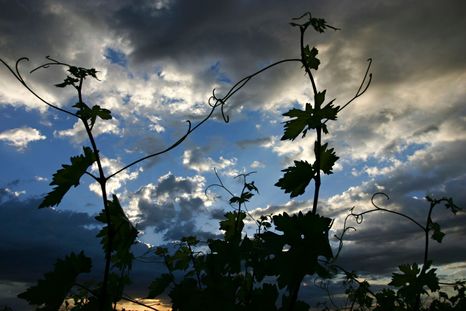 Llega el primer foro de sustentabilidad del vino argentino