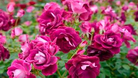 Muchas rosas son sorprendentemente tolerantes a la sequía. Foto: Shutterstock/marinatakano