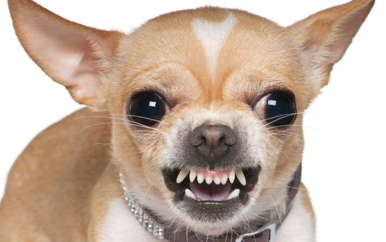 Las cinco razas con peor humor.