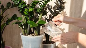 Una planta todoterreno. Fuente: Shutterstock. Una planta todoterreno. Fuente: Shutterstock.