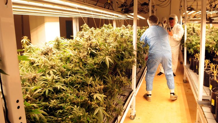 El rendimiento esperado es de 150 kg de flores secas por cosecha. Foto: ALF PONCE MERCADO / MDZ