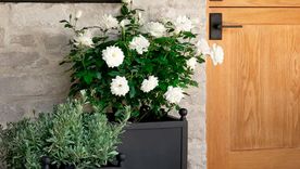 Una forma de decorar la puerta de entrada acorde a la primavera y el verano es con flores blancas.