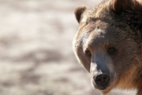 Soy Leyenda: En España, un oso se pasea por las calles vacías por el coronavirus