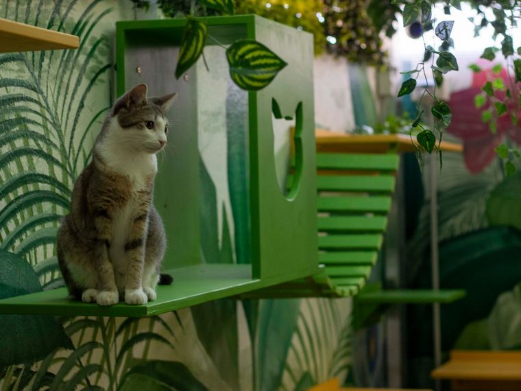 En 2013, la veterinaria Virginia Vallejos creó Mishmosos, el primer hotel para felinos de Buenos Aires. Foto: Gentileza