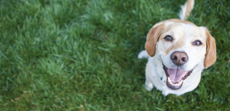 Es probable que tu perro se desoriente cuando le soplas la cara Foto: Shutterstock