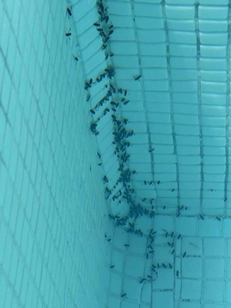 Especialistas señalaron que la aparición masiva está directamente relacionada con las lluvias recientes. Especialistas señalaron que la aparición masiva está directamente relacionada con las lluvias recientes.