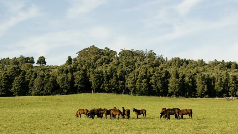 La medida de Senasa alcanza a prácticamente todos los establecimientos rurales del país. La medida de Senasa alcanza a prácticamente todos los establecimientos rurales del país.