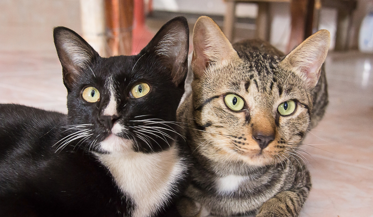 A partir de los 7 años los gatos entran en la etapa madura y necesitan controles veterinarios más frecuentes. Foto: Archivo A partir de los 7 años los gatos entran en la etapa madura y necesitan controles veterinarios más frecuentes. Foto: Archivo 