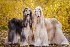 PERROS El galgo afgano también recibe el nombre de lebrel afgano Foto: Shutterstock