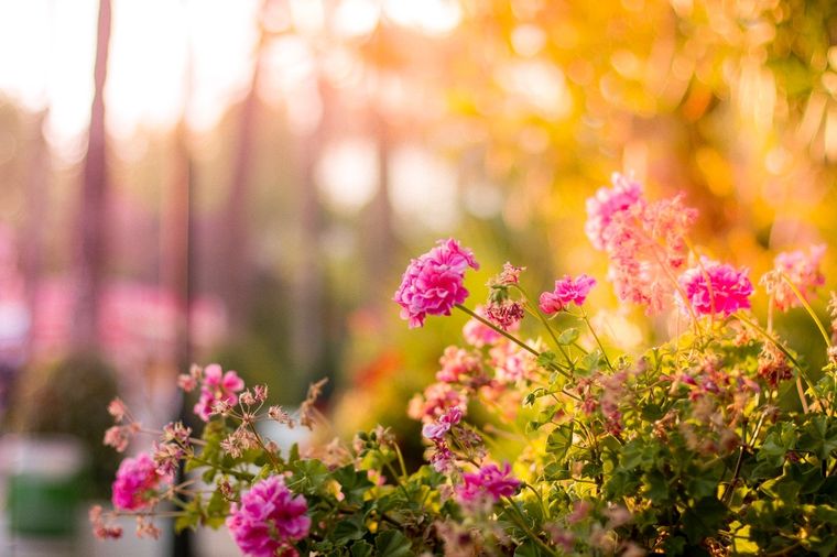 Jardín Estas son las mejores plantas para pleno sol Foto: Pexels