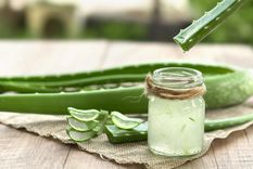 Te ayudamos a preparar un gel de aloe vera que ayudará a tu piel Foto: Lab Vanitas