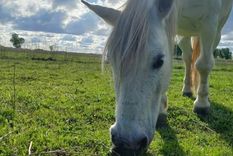 Carlitos era un caballo de 16 años que fue robado de una granja de la Asociación Civil Kawell Anay de Catriel, en Río Negro. Foto: Asociación Civil Kawell Anay