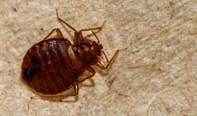 Este remedio casero te ayudará a combatir las chinches de los colchones Foto: Shutterstock