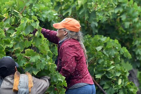 Cada vez hay más sectores en rojo a nivel nacional, y apenas se salvan del incendio, el ganado vacuno, ovinos, granos y miel. Cada vez hay más sectores en rojo a nivel nacional, y apenas se salvan del incendio, el ganado vacuno, ovinos, granos y miel.