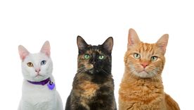 Qué significan las diferentes variedades de gato. Foto: Shutterstock Qué significan las diferentes variedades de gato. Foto: Shutterstock