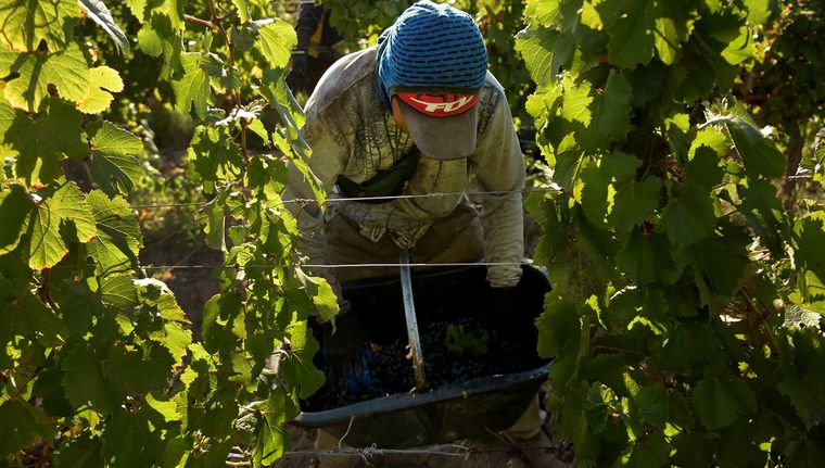 Un cosechador durante la exigente jornada. Foto: Walter Moreno/Mdz