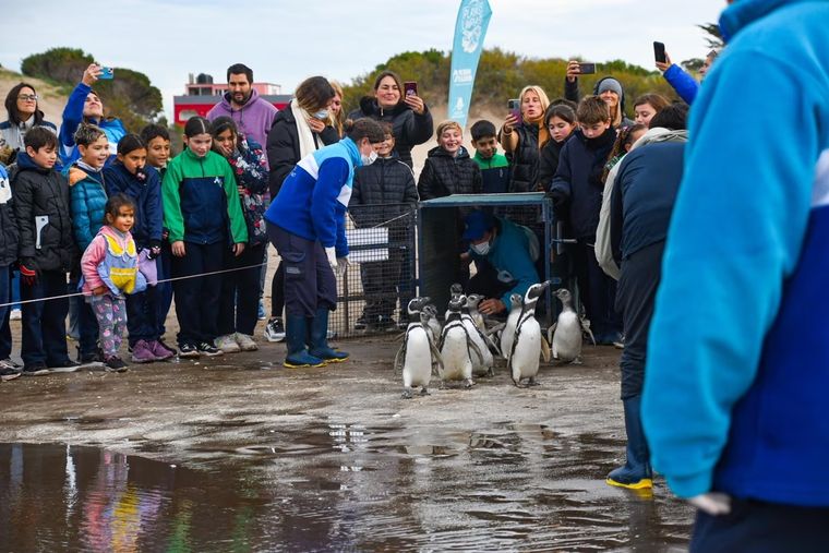 Regresaron al mar frente a la mirada atenta de 60 estudiantes de primaria Foto: Fundación Mundo Marino