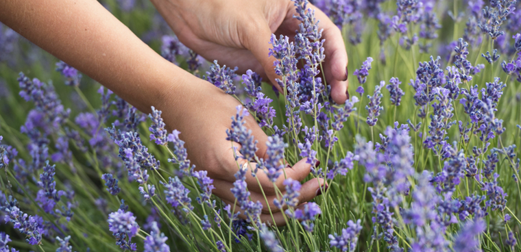 La lavanda puede vivir hasta 20 años en condiciones óptimas Foto: Shutterstock
