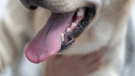 Pronto la comunicación con nuestros perros será clara y posible gracias a la inteligencia artificial Foto: Freepik