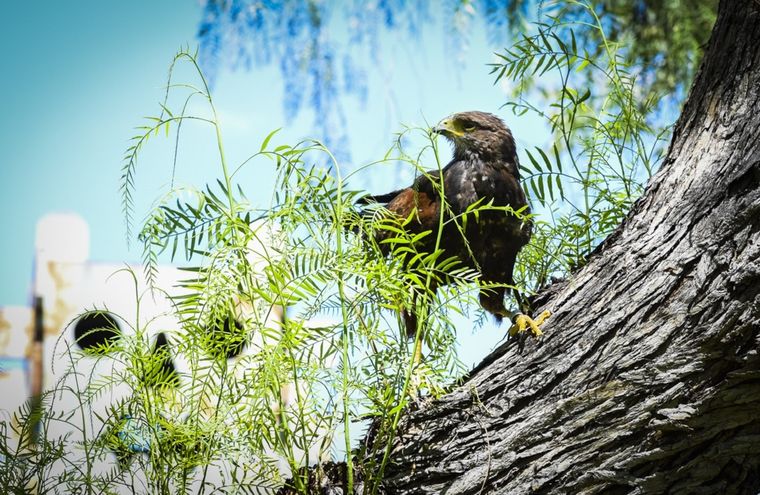 El gavilán, un ave sorprendente.