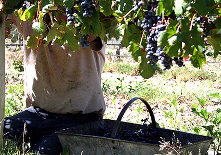 La polémica por el precio del tacho de uva. Foto: Nacho Gaffuri / Archivo