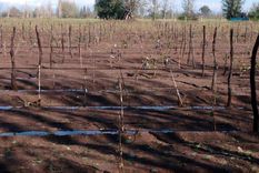 Foto: Gentileza Luis Cañas Tarifa