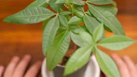 Árbol del dinero, una de las plantas para atraer abundancia. Árbol del dinero, una de las plantas para atraer abundancia.