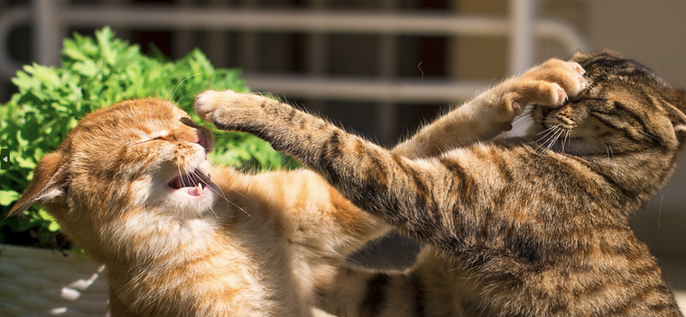 Algunos trucos para evitar las peleas entre tus felinos Foto: Shutterstock