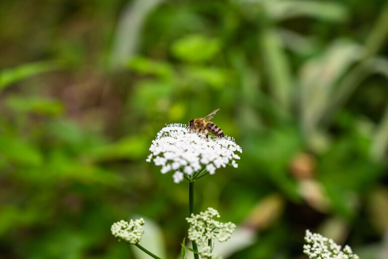 Estos son los beneficios de la planta de ruda Foto: Pexels