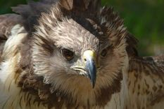 Foto: Prensa Gobierno de Mendoza Foto: Prensa Gobierno de Mendoza