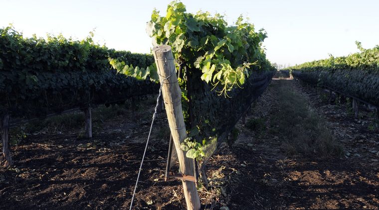 Foto: ALF PONCE MERCADO / MDZ