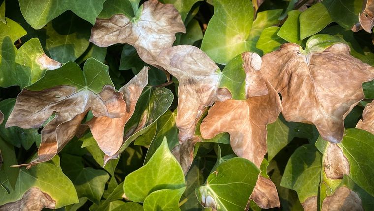 JARDÍN Las hojas pueden quemarse por exponerse de más al sol Foto: SHUTTERSTOCK