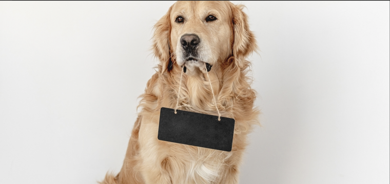 Si adoptaste una mascota conoce los nombres preferidos del Chat GPT Foto: Shutterstock