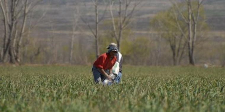 Las exportaciones de ajo cayeron de U$S226 a U$S97 millones este año. Foto: Publicada en Wordpress Valle de Uco