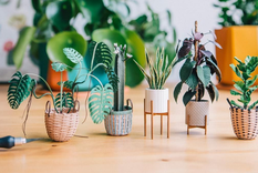 Las mini plantas son un gran adorno para destacar cualquier ambiente. Foto: Pinterest @brwnpaperbag Las mini plantas son un gran adorno para destacar cualquier ambiente. Foto: Pinterest @brwnpaperbag