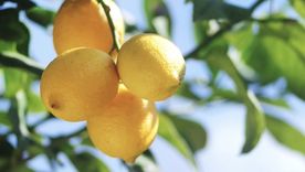 Un fertilizante casero para tener los mejores limones que hayas visto Foto: Shutterstock