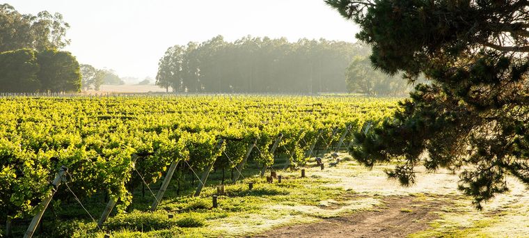 Costa y Pampa, la bodega ubicada en Chapadmalal que cumplirá su décimo aniversario en 2024 Foto: Trapiche