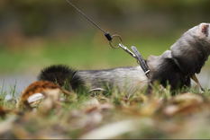 El hurón es una de las mascotas exóticas más comunes Foto: Shutterstock