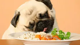 Todo lo que tienes que saber sobre la naranja. Todo lo que tienes que saber sobre la naranja.