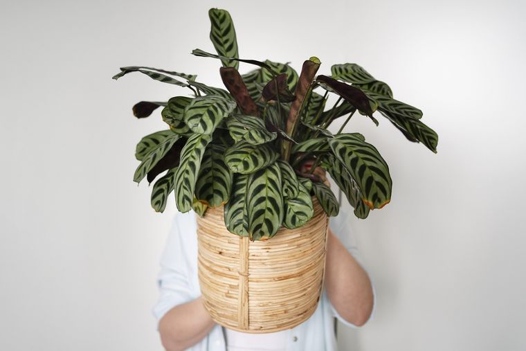 Fitonia, atrae la fortuna. Foto: Fuente: Freepik