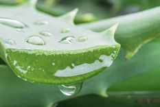 El aloe vera puede ayudar a fortalecer el sistema inmunológico y combatir las infecciones. Foto: Shutterstock
