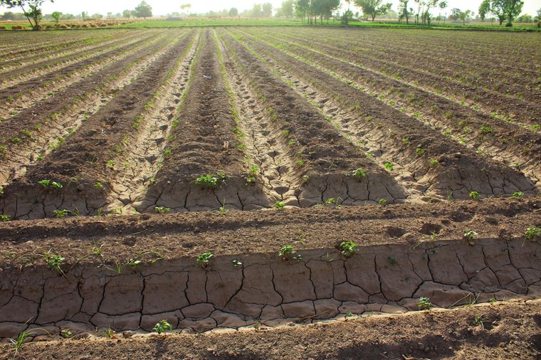 El Niño amenaza con sequías y grandes olas de calor.