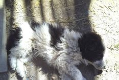 Agonía Muchos de los animalitos sufrieron antes de fallecer.