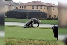 ¿godzilla?: filman un gigantesco caiman en un campo de golf en florida