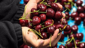Chile se transformó en el tercer productor mundial de cerezas en menos de 20 años. Chile se transformó en el tercer productor mundial de cerezas en menos de 20 años.