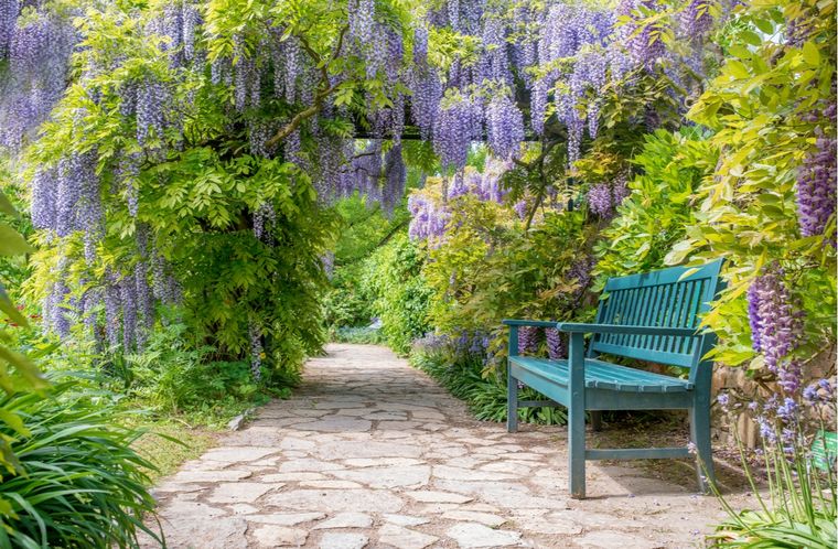Jardín Cuidados de la glicina Foto: Shutterstock
