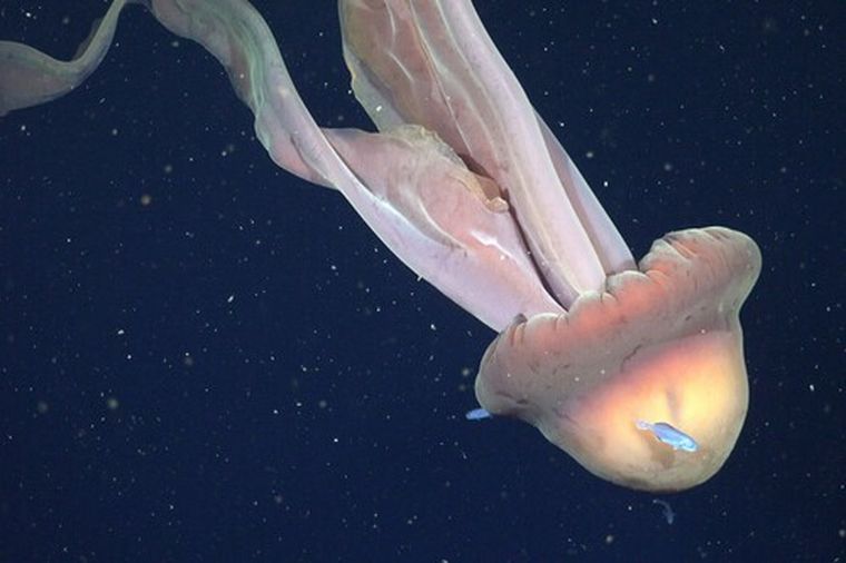 El extraño hallazgo se realizó en mar argentino. El extraño hallazgo se realizó en mar argentino. 